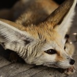 foxfolk_f08