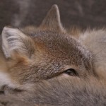 foxfolk_f09