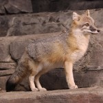 foxfolk_f11