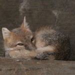 foxfolk_f12