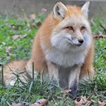 foxfolk_f14