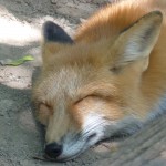 foxfolk_f20